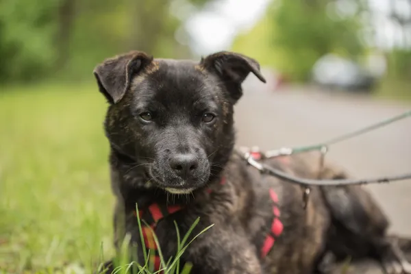 Pies do adopcji, Nowodwór, 28 maja 2025 (4/5)