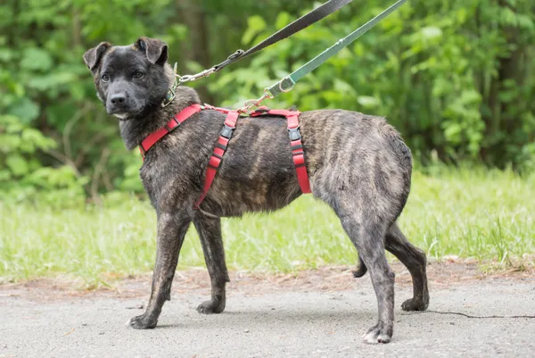 Pies do adopcji, Nowodwór, 28 maja 2025 (5/5)