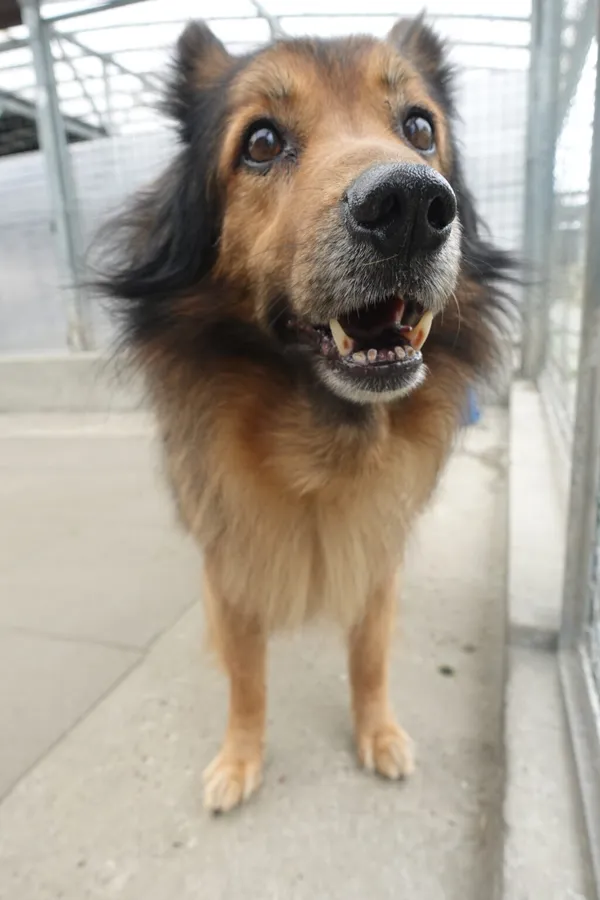 Znaleziono psa, Gdańsk, 29 maja 2025