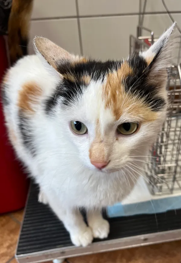 Znaleziono kota, Dobra, 19 maja 2025