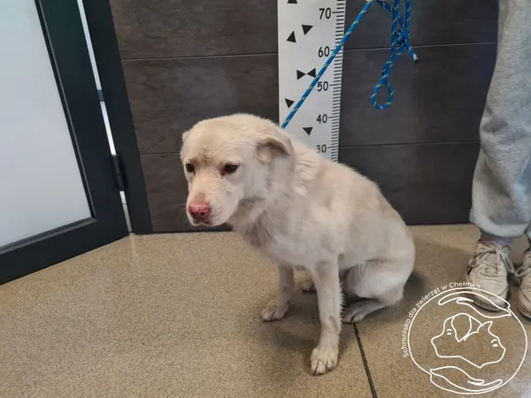 Znaleziono psa, Chełmek, 28 maja 2025