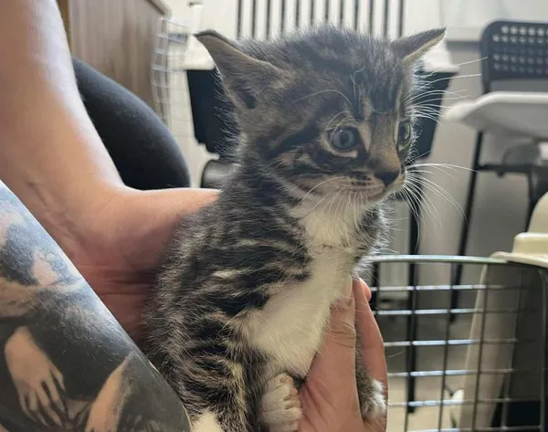 Znaleziono kota, Toruń, 29 maja 2025