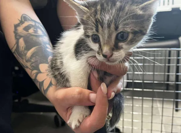 Znaleziono kota, Toruń, 29 maja 2025