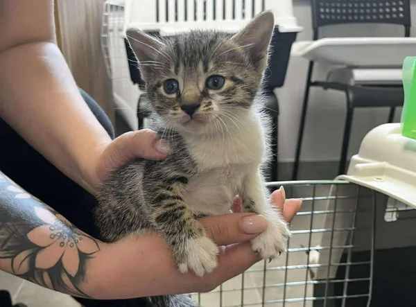 Znaleziono kota, Toruń, 29 maja 2025