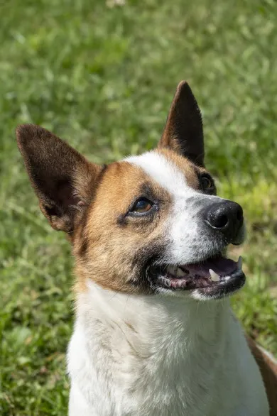 Pies do adopcji, Bełchatów, 12 lutego 2025 (1/5)