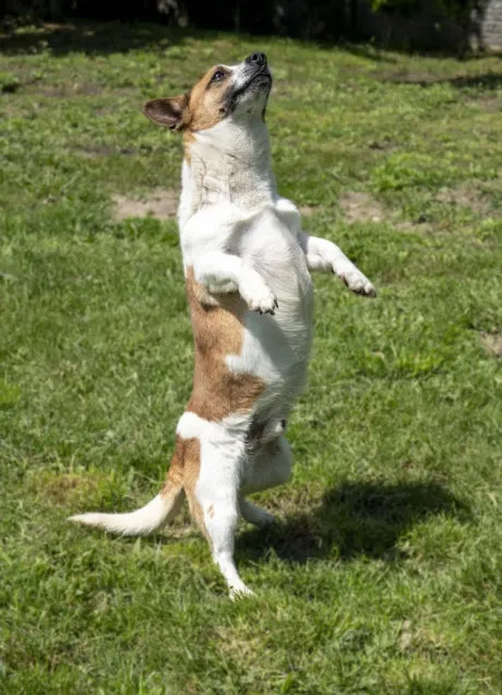 Pies do adopcji, Bełchatów, 12 lutego 2025 (2/5)