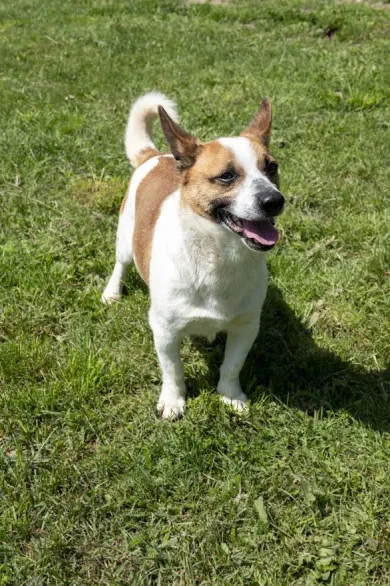 Pies do adopcji, Bełchatów, 12 lutego 2025 (5/5)