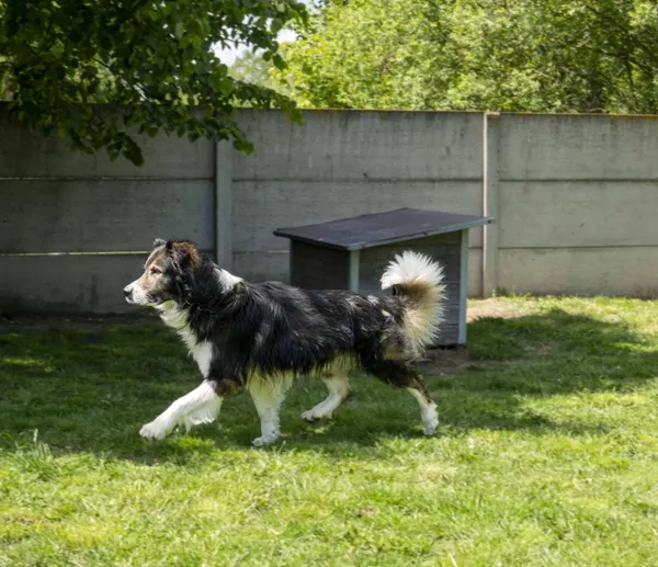 Pies do adopcji, Bełchatów, 1 maja 2025 (2/5)