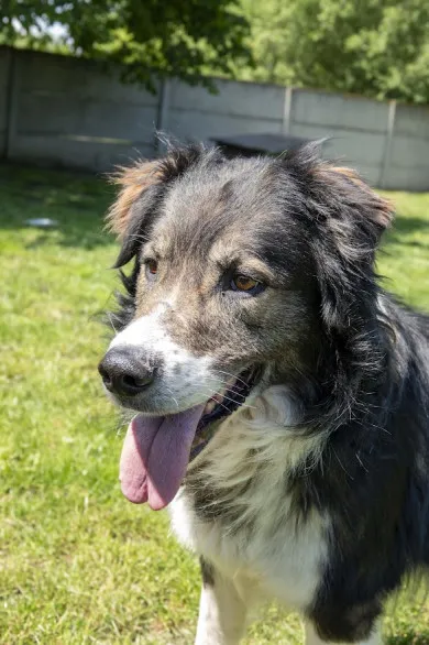 Pies do adopcji, Bełchatów, 1 maja 2025 (3/5)