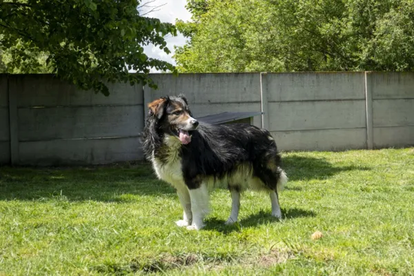 Pies do adopcji, Bełchatów, 1 maja 2025 (5/5)