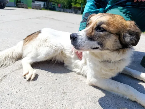 Pies do adopcji, Bełchatów, 1 maja 2025 (1/5)