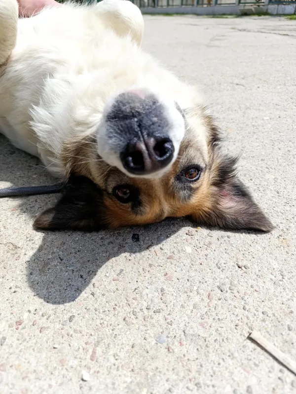 Pies do adopcji, Bełchatów, 1 maja 2025 (2/5)