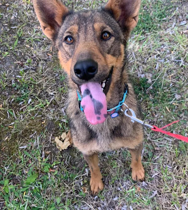 Pies do adopcji, Konin, 28 kwietnia 2024 (2/2)