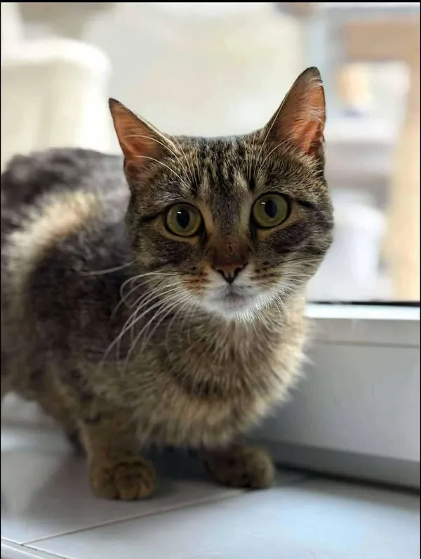 Znaleziono kota, Lublin, 28 maja 2025