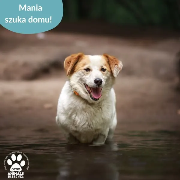 Pies do adopcji, Dąbrówka, 29 maja 2025 (2/5)