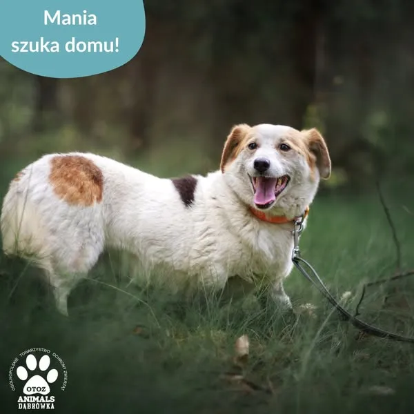 Pies do adopcji, Dąbrówka, 29 maja 2025 (3/5)