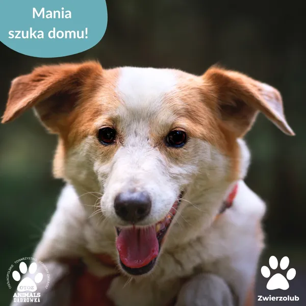 Pies do adopcji, Dąbrówka, 29 maja 2025 (5/5)