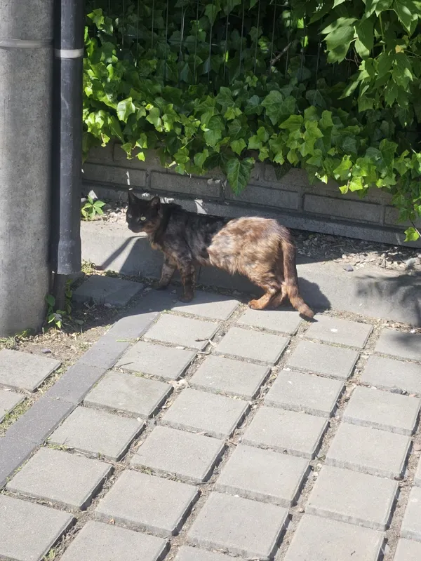 Znaleziono kota, Łódź, 29 maja 2025