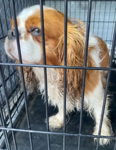 Znaleziono psa, Radom, 29 maja 2025