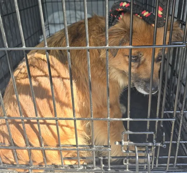 Znaleziono psa, Radom, 28 maja 2025