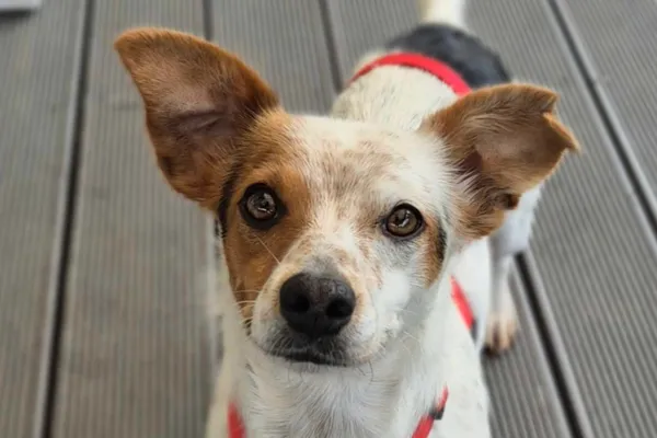 Pies do adopcji, Nowodwór, 29 maja 2025 (1/5)