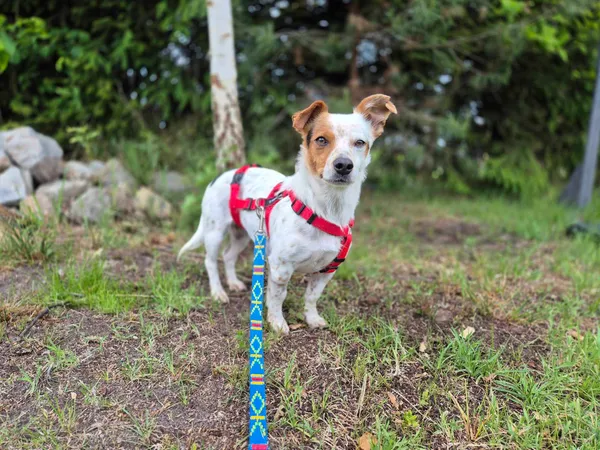 Pies do adopcji, Nowodwór, 29 maja 2025 (3/5)