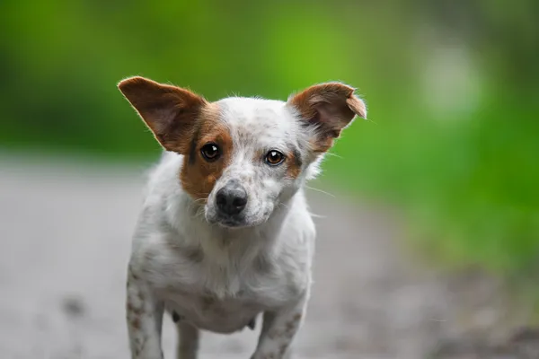 Pies do adopcji, Nowodwór, 29 maja 2025 (4/5)