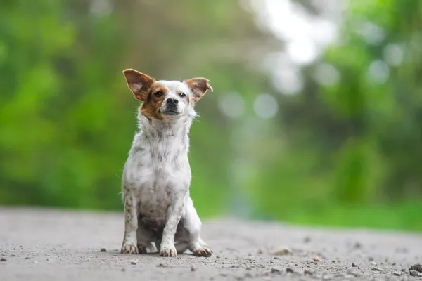 Pies do adopcji, Nowodwór, 29 maja 2025 (5/5)