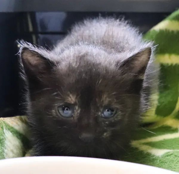 Znaleziono kota, Łódź, 29 maja 2025