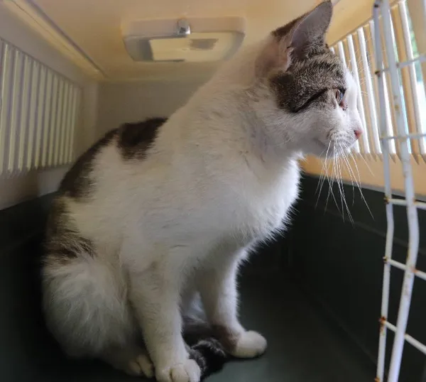 Znaleziono kota, Łódź, 29 maja 2025 (1/2)