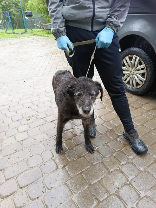 Pies do adopcji, Orzechowce, 29 maja 2025 (1/2)