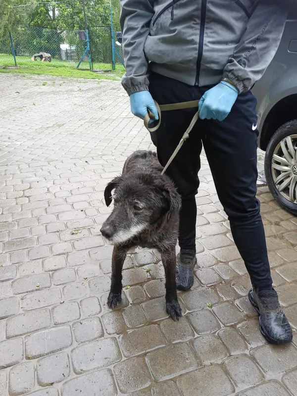 Pies do adopcji, Orzechowce, 29 maja 2025 (2/2)