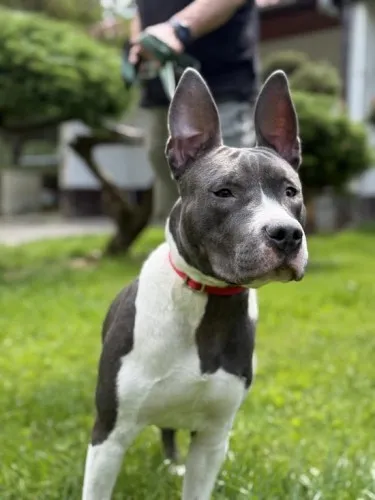 Pies do adopcji, Kraków, 15 maja 2025 (2/3)