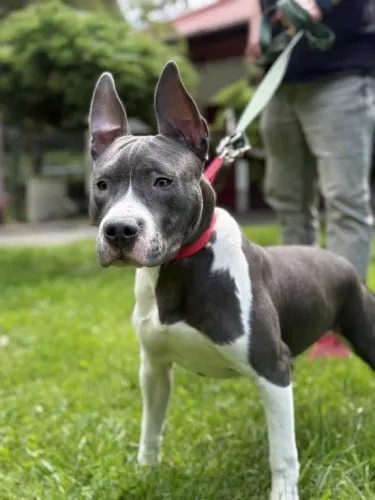 Pies do adopcji, Kraków, 15 maja 2025 (3/3)