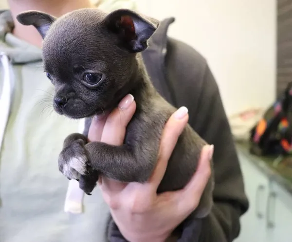 Znaleziono psa, Łódź, 29 maja 2025 (1/2)