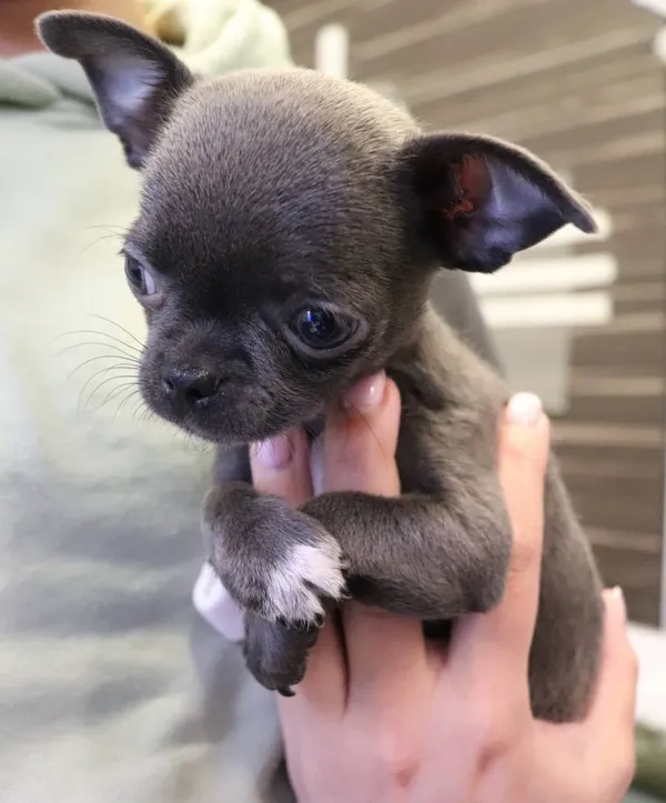 Znaleziono psa, Łódź, 29 maja 2025 (2/2)