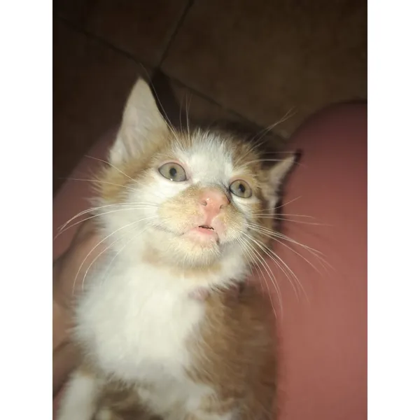 Znaleziono kota, Białystok, 19 maja 2025