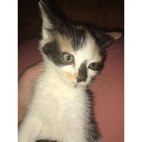 Znaleziono kota, Białystok, 19 maja 2025