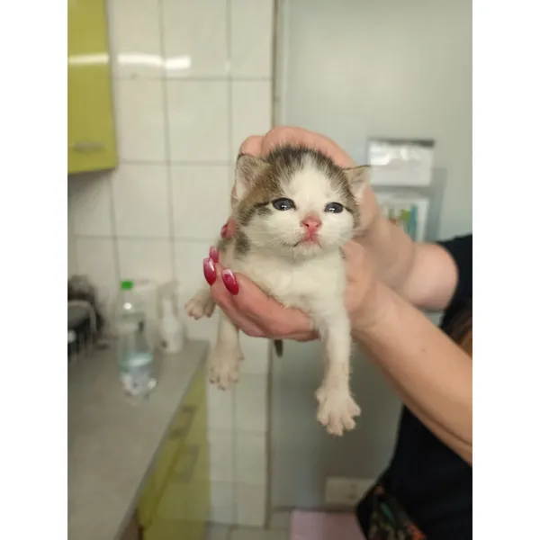 Znaleziono kota, Białystok, 30 kwietnia 2025