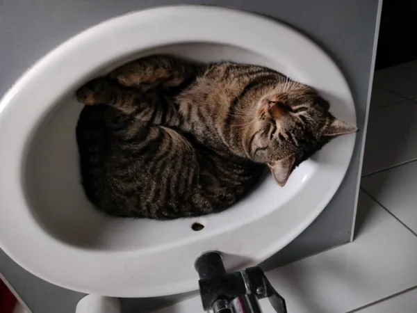 Zaginął kot, Łódź, 30 maja 2025