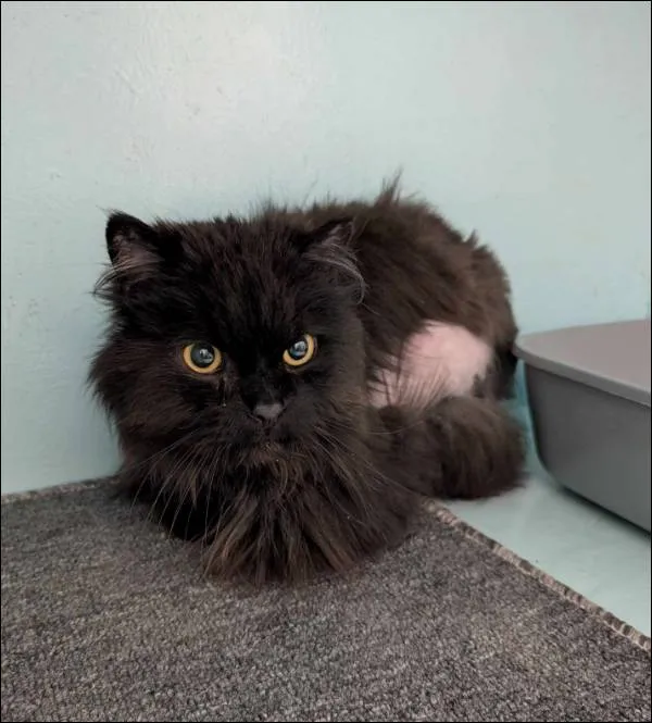 Znaleziono kota, Grudziądz, 29 maja 2025