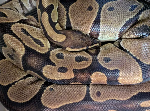 Znaleziono zwierzę, Lublin, 27 maja 2025