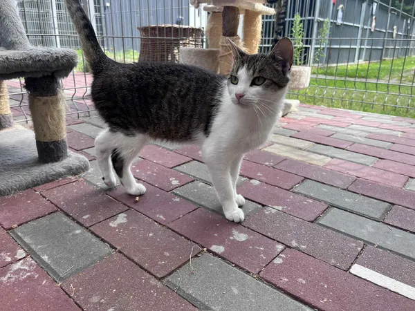 Kot do adopcji, Włocławek, 30 maja 2025 (2/5)