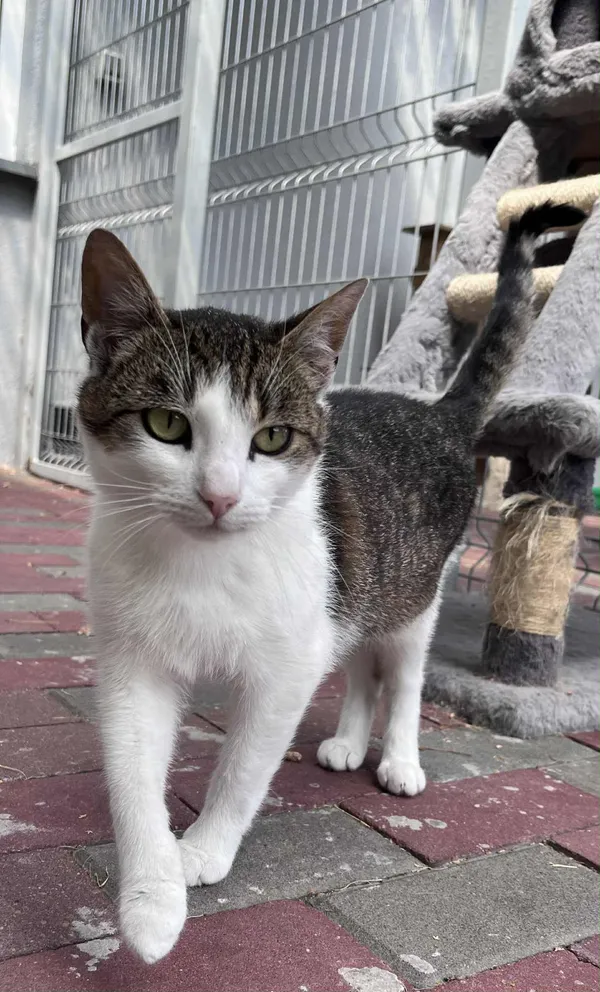 Kot do adopcji, Włocławek, 30 maja 2025 (3/5)