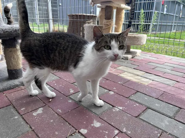 Kot do adopcji, Włocławek, 30 maja 2025 (4/5)