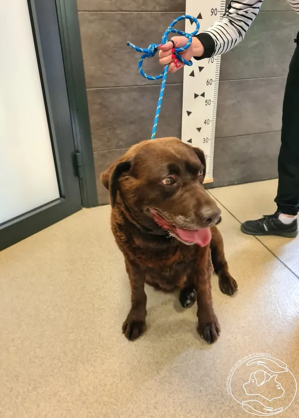 Znaleziono psa, Chełmek, 30 maja 2025