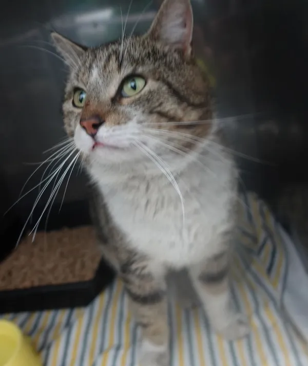 Znaleziono kota, Gdańsk, 30 maja 2025