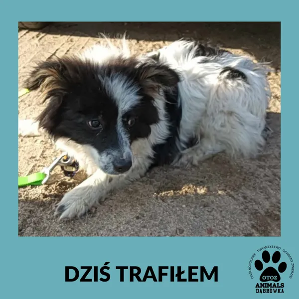 Znaleziono psa, Dąbrówka, 29 maja 2025
