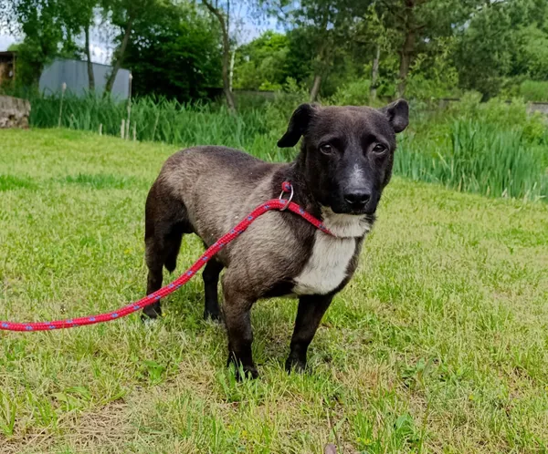 Pies do adopcji, Bełchatów, 8 maja 2025 (3/5)