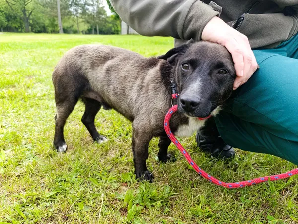 Pies do adopcji, Bełchatów, 8 maja 2025 (4/5)